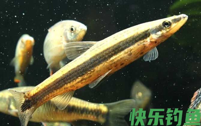 长麦穗鱼是什么鱼(图3)