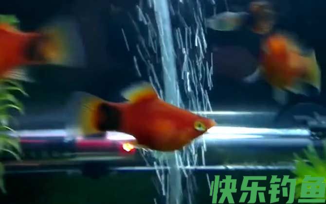 月光鱼怀孕多久生小鱼(图1)