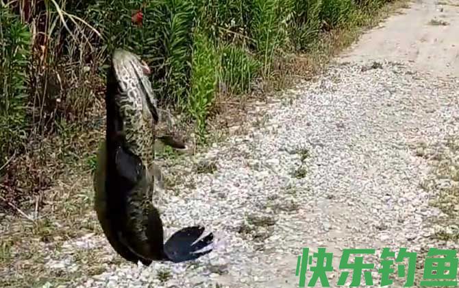 黑鱼有鳞吗(图2)