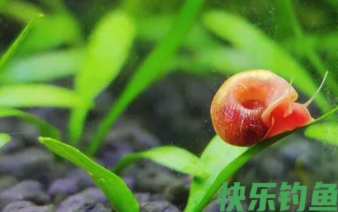 苹果螺一只可以繁殖吗(图1)