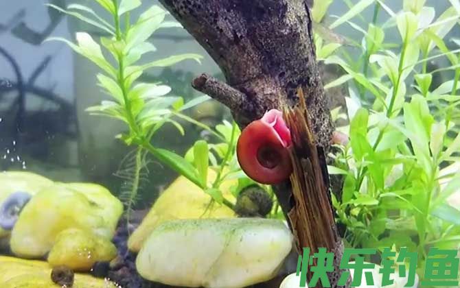 苹果螺一只可以繁殖吗(图2)