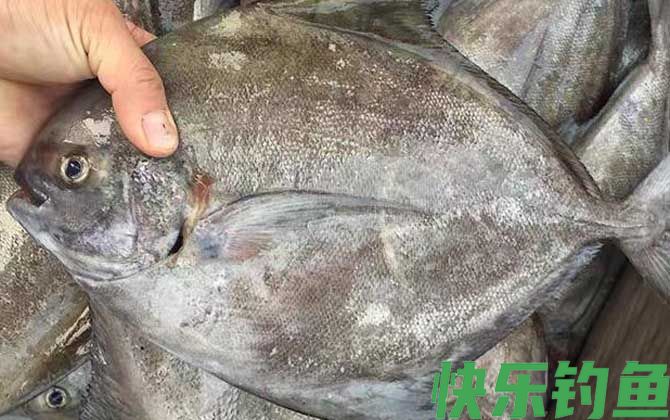 黑鲳鱼刺多吗(图3)