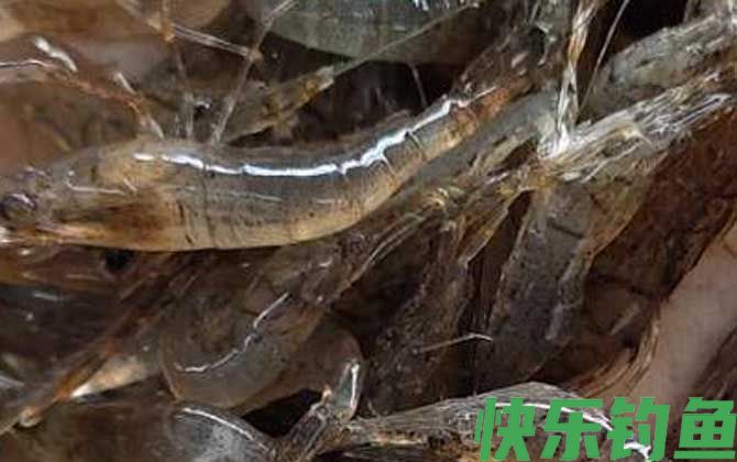 虾线如何快速去除(图1)