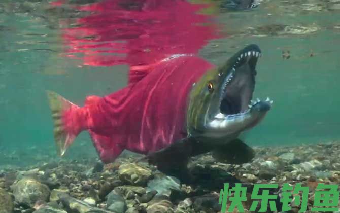 鲑鱼是三文鱼吗(图2)