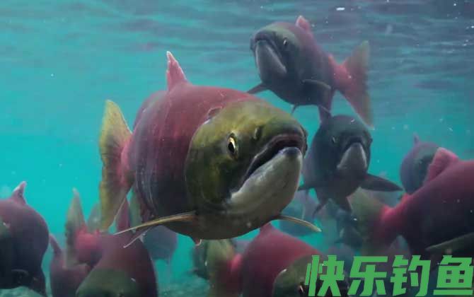 鲑鱼是三文鱼吗(图3)