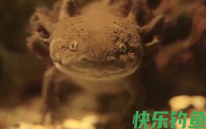 六角恐龙吃什么食物(图1)