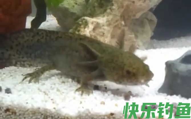 六角恐龙吃什么食物(图2)
