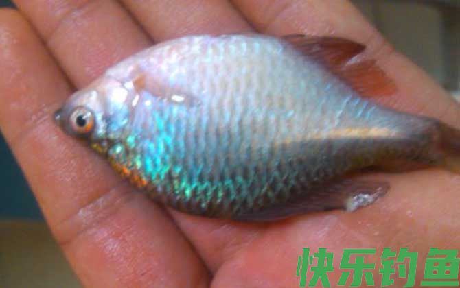 鳑鲏怎么养发色快(图3)