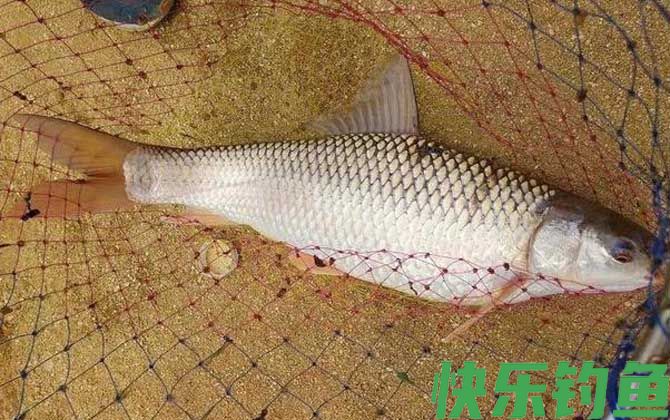 麦鲮鱼是麦穗鱼吗(图3)