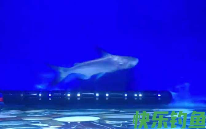成吉思汗鲨是什么动物(图2)