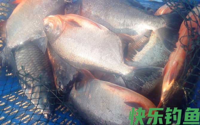 淡水白鲳凶猛吗(图3)