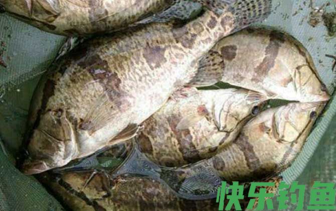 高铁能带活鱼吗(图1) 高铁能带活鱼吗(图1)