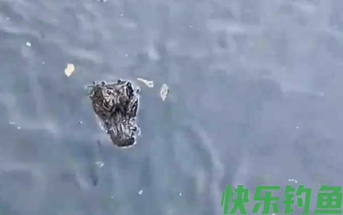 扬子鳄生活在哪里(图2)