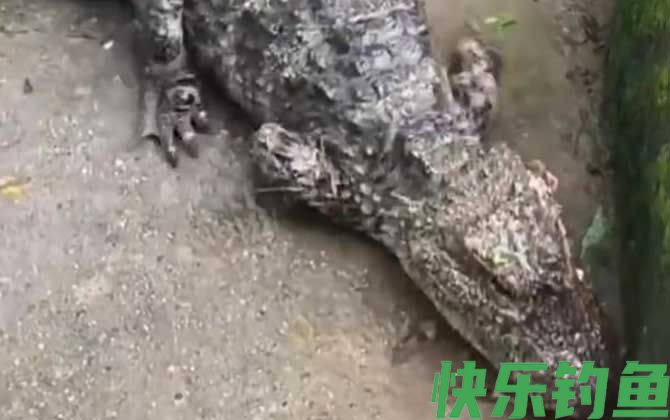 扬子鳄生活在哪里(图3)