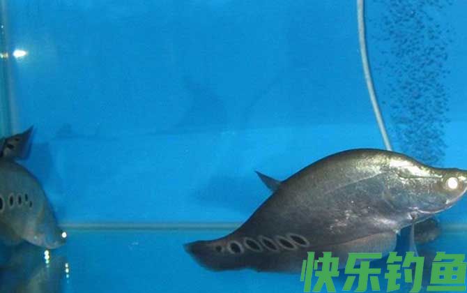 七星刀鱼是什么鱼(图2)