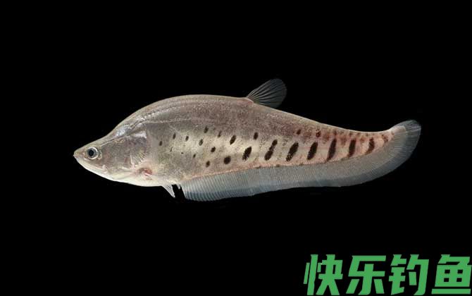 七星刀鱼是什么鱼(图3)