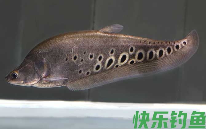 七星刀鱼是什么鱼(图4)