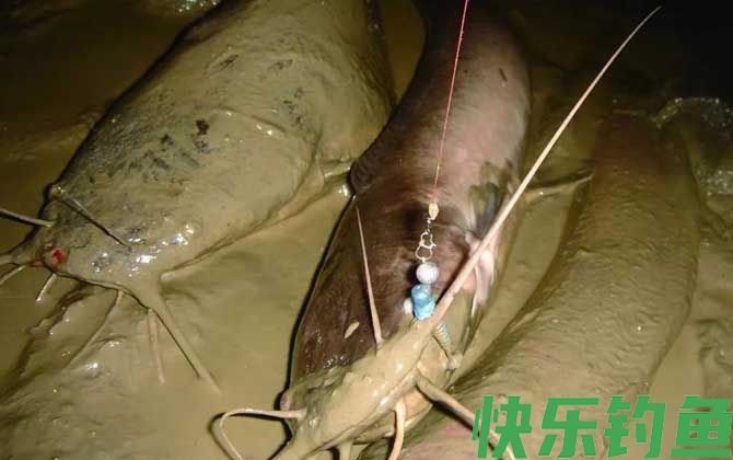 埃及鱼和塘鲺鱼一样吗(图2)