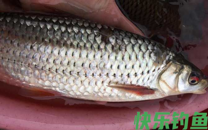 泰鲮鱼和赤眼鳟的区别(图2)