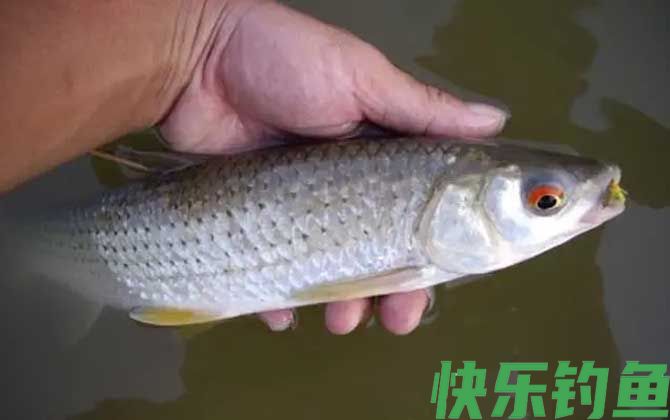泰鲮鱼和赤眼鳟的区别(图4)