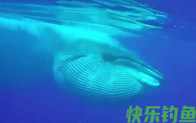 鲸鱼死后为什么会爆炸(图1)