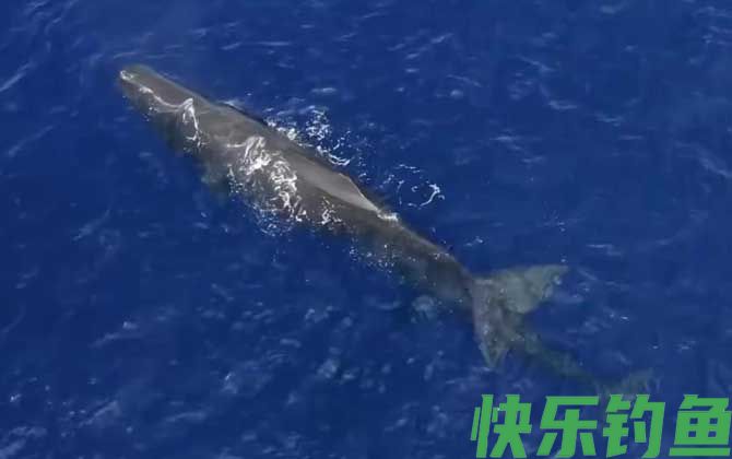 鲸鱼死后为什么会爆炸(图2)