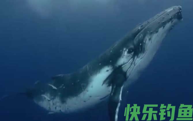 鲸鱼死后为什么会爆炸(图3)