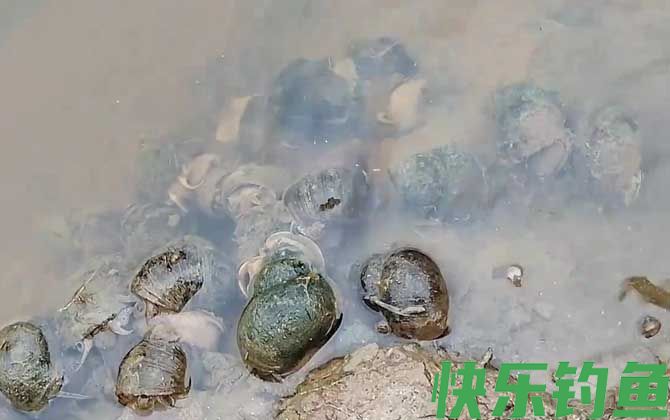 河里的田螺能吃吗(图2)