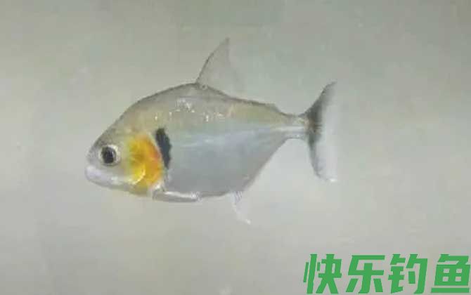 食人鲳和食人鱼谁厉害(图2)