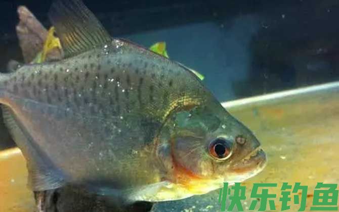 食人鲳和食人鱼谁厉害(图3)