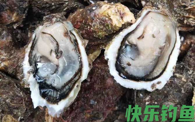 生蚝的做法蒸几分钟最好(图2)