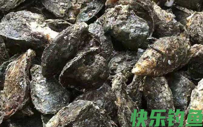 生蚝的做法蒸几分钟最好(图1)