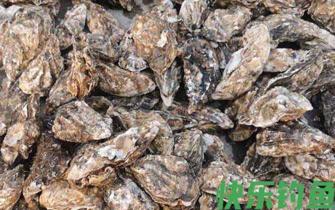 生蚝的做法蒸几分钟最好(图3)