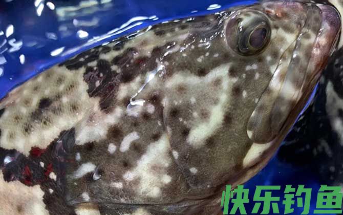 老虎斑产地在哪里(图1)
