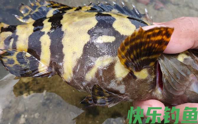 老虎斑产地在哪里(图3)