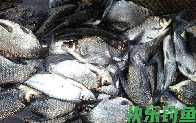 武昌鱼吃什么食物(图3)