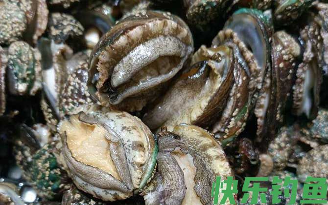几头鲍鱼才最好(图1)