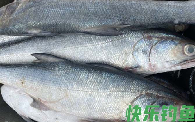 马友鱼和马鲛鱼的区别(图3)