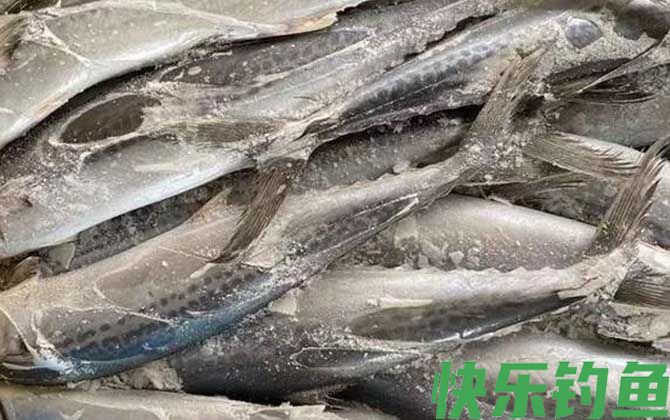 马友鱼和马鲛鱼的区别(图4)