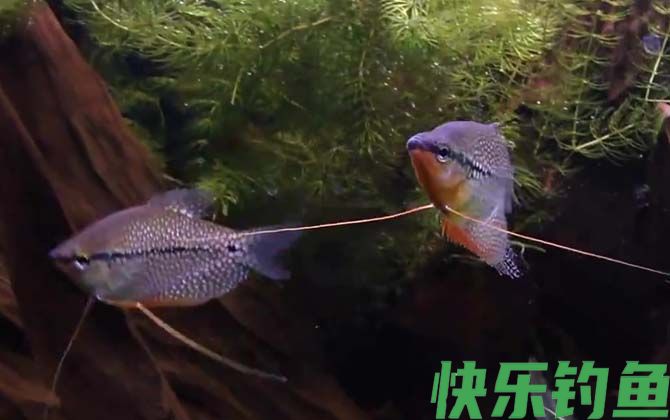 马甲鱼是什么鱼(图4)
