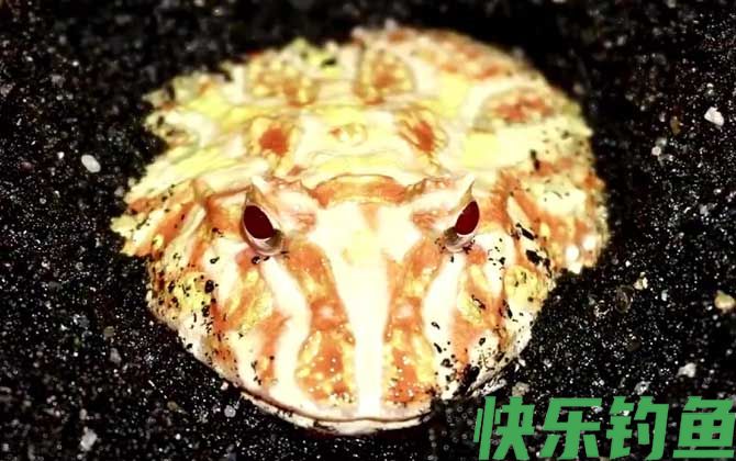 黄金角蛙价格多少钱一只(图2) 黄金角蛙价格多少钱一只(图2)