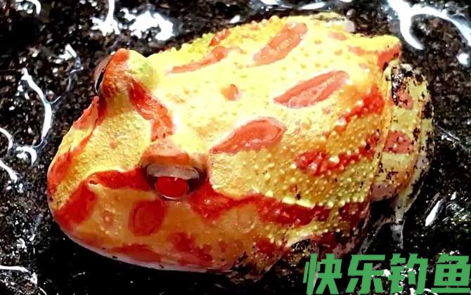 黄金角蛙价格多少钱一只(图4) 黄金角蛙价格多少钱一只(图4)
