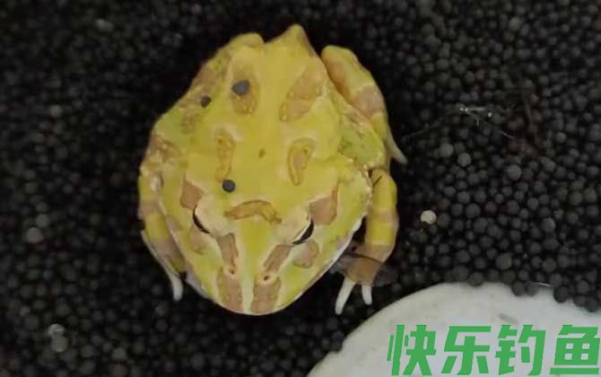 黄金角蛙价格多少钱一只(图3) 黄金角蛙价格多少钱一只(图3)