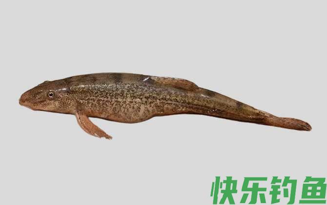南盘江高原鳅是什么鱼(图1)