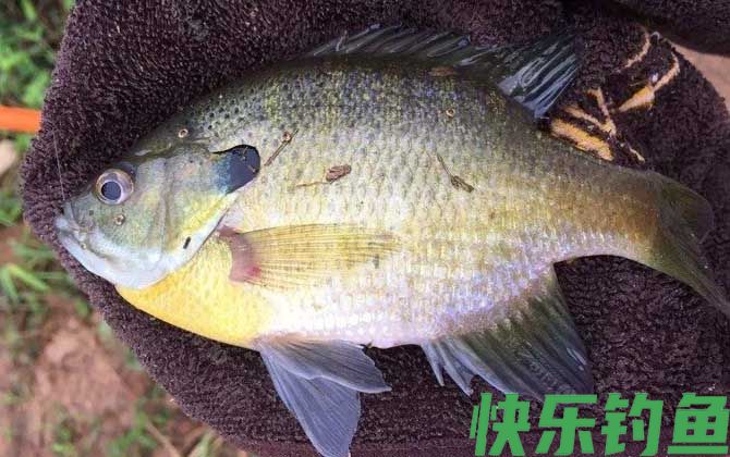 不小心摸到太阳鱼怎么办(图1)