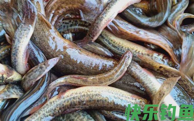 为什么放生泥鳅果报大(图1)