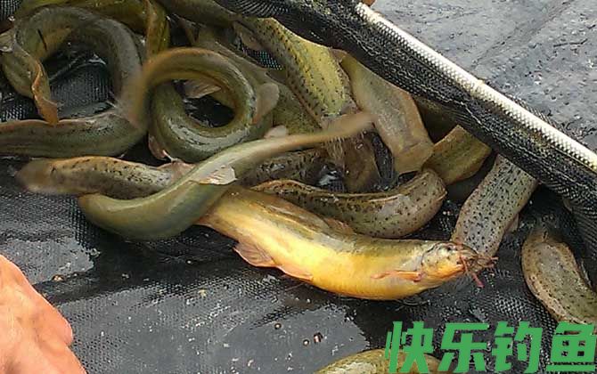 为什么放生泥鳅果报大(图3)