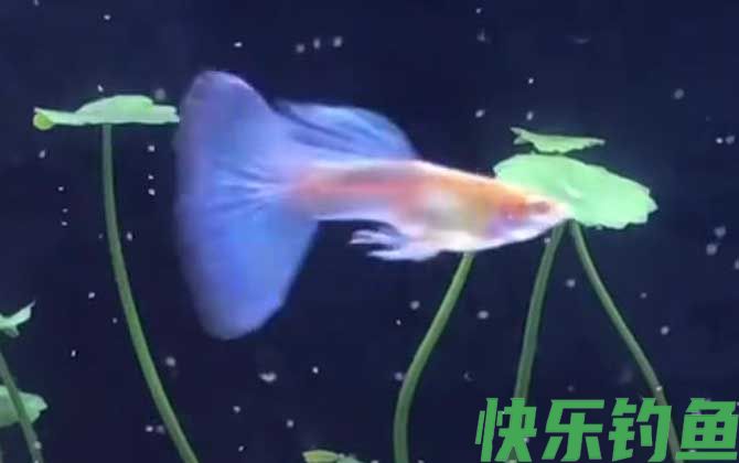 十大最好养的鱼排行榜(图2)