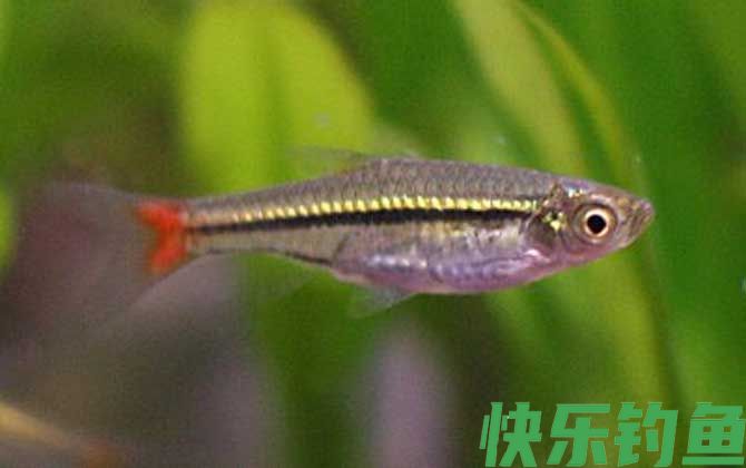 十大最好养的鱼排行榜(图5)