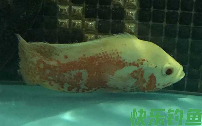十大最好养的鱼排行榜(图7)